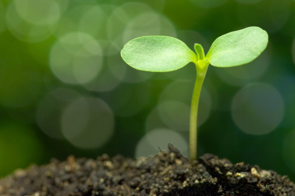 sprout symbol of discouragement to hope  
From Discouragement to Hope: What We Learn from  Sarah in the Bible